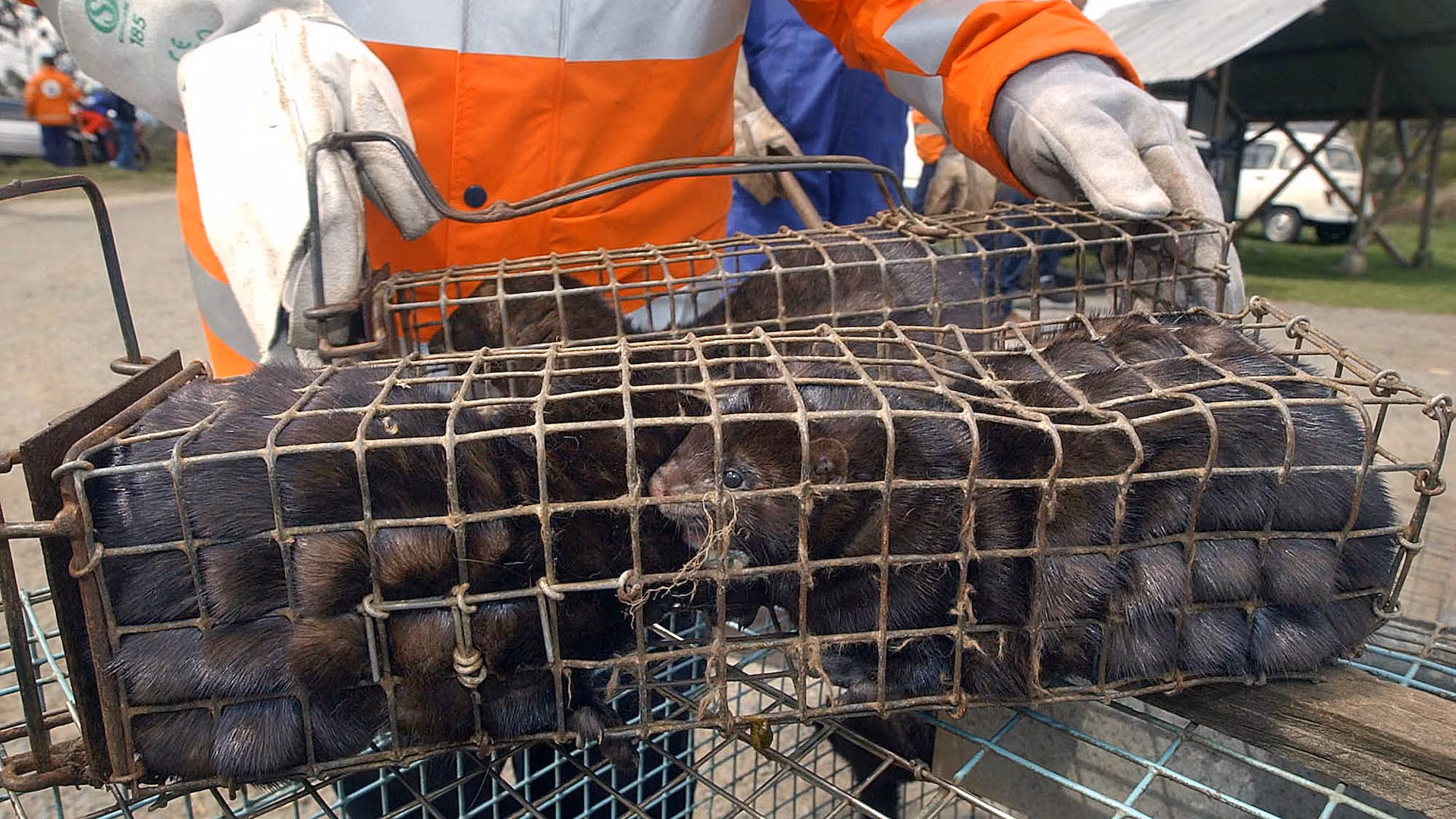 Illustrative image of farmed mink in Spain; the photo does not depict the Utah facility.