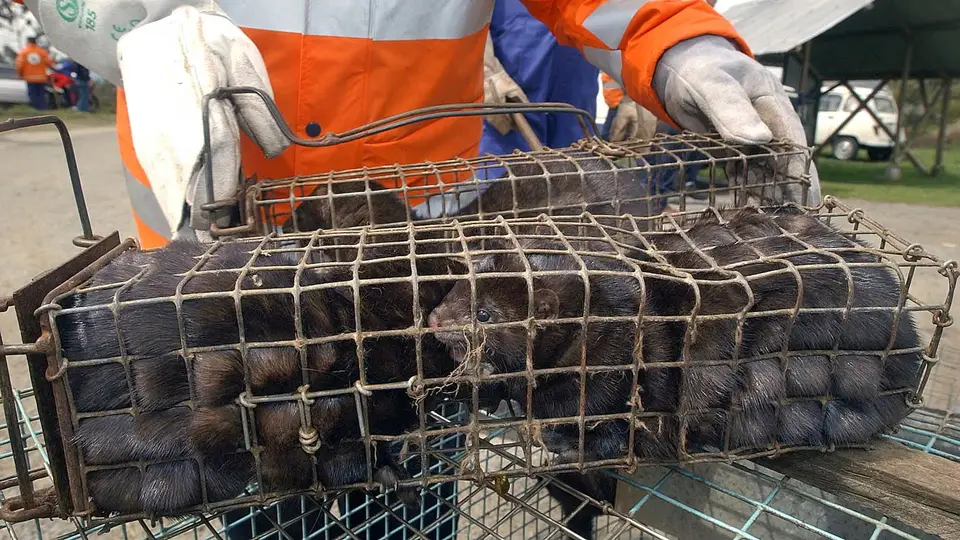 Illustrative image of farmed mink in Spain; the photo does not depict the Utah facility.