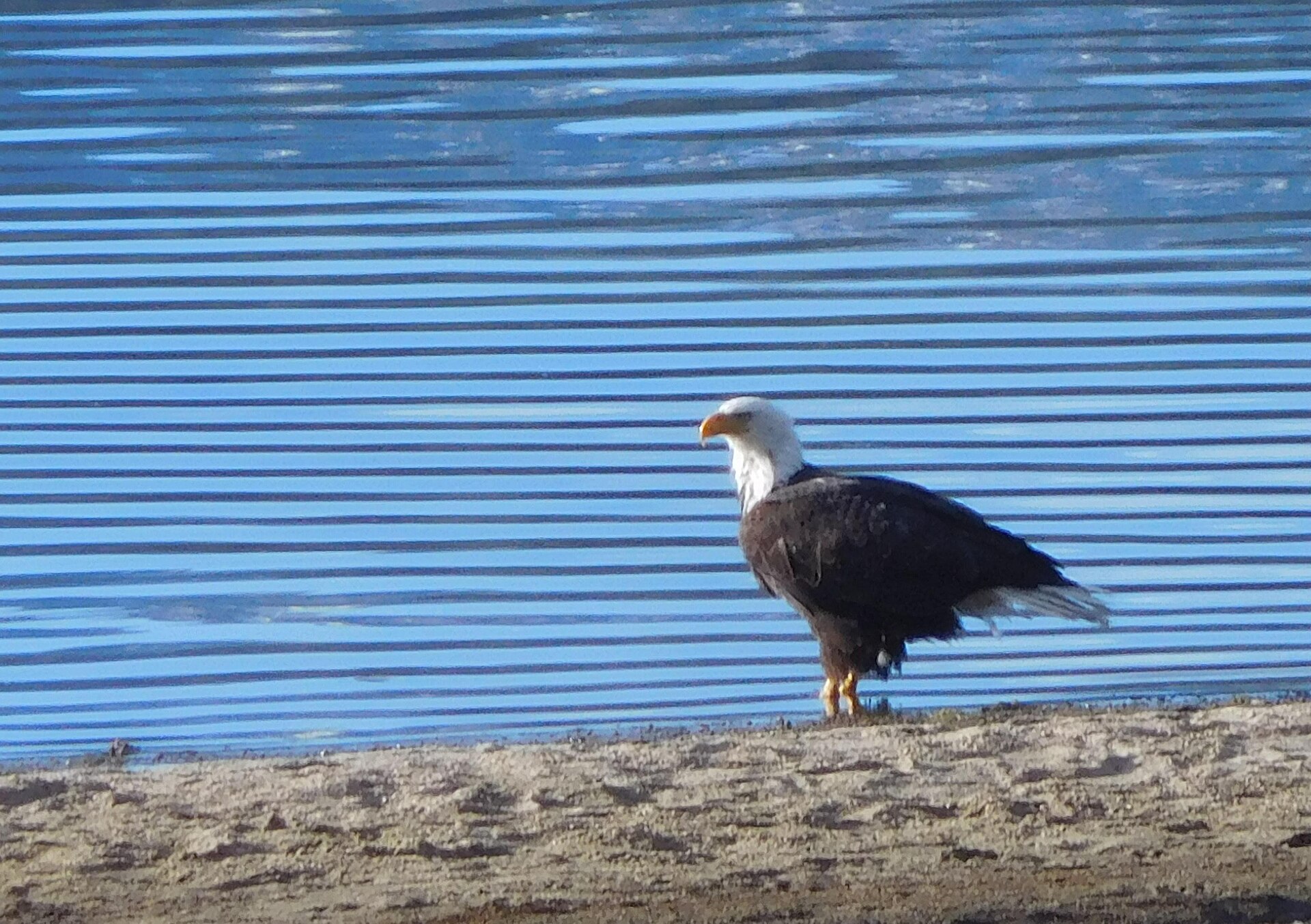 A bald eagle at Big Bear Lake in the San Bernardino National Forest, California