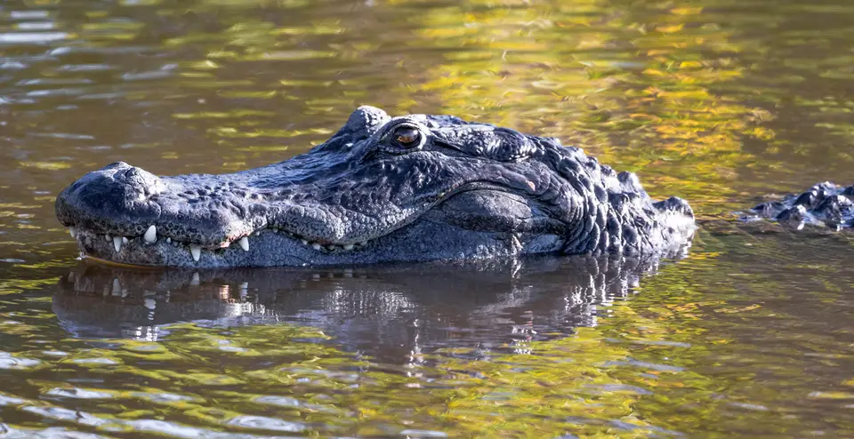 Alligator partly submerged in dark water