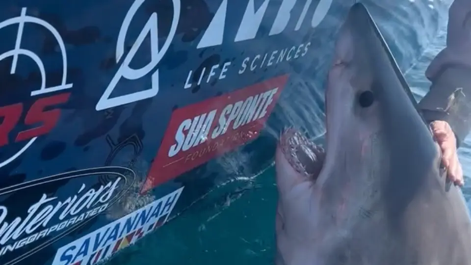 A woman reaches toward a great white shark beside a boat during a Knot Lucky tagging trip off Tybee Island; the shark turns toward her.